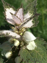 Lamium moschatum