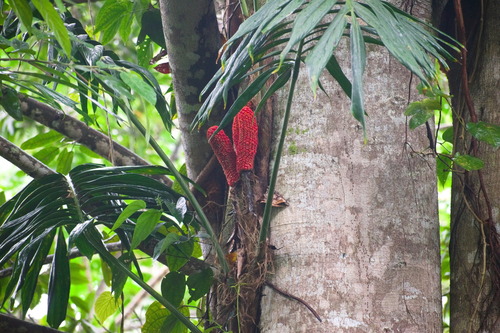 Amydrium zippelianum