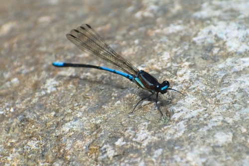 Palaiargia halcyon
