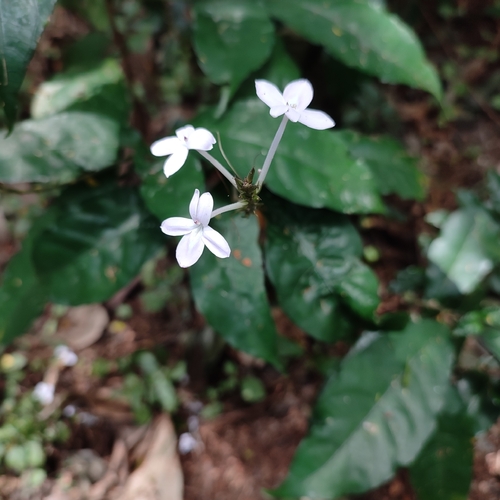 Pseuderanthemum subviscosum image