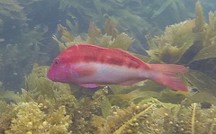 Upeneichthys