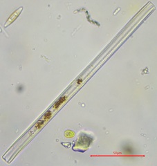 Bacillariophyceae