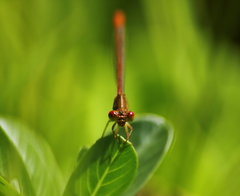 Ceriagrion praetermissum