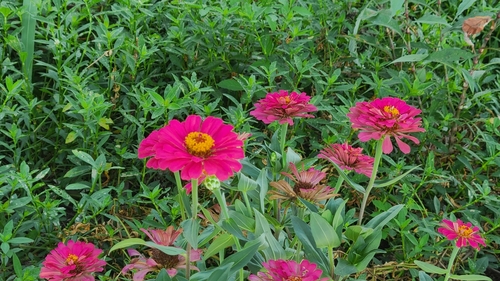 Elegant Zinnia