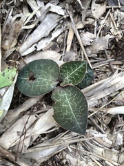 Anoectochilus formosanus