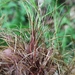 Carex Sect. Clandestinae - Photo (c) Alexey P. Seregin, some rights reserved (CC BY-NC), uploaded by Alexey P. Seregin
