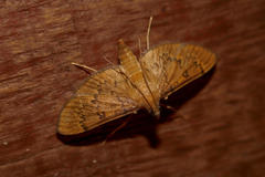 Tatobotys janapalis