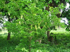 Mexican calabash (Crescentia aculeata)