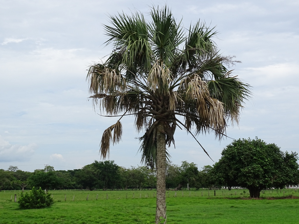 Sabal mexicana, Tonalá, Chis., México