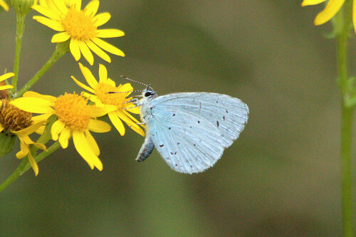 Celastrina argiolus