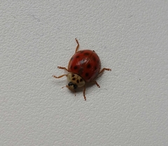 Harmonia axyridis