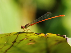 Ceriagrion praetermissum