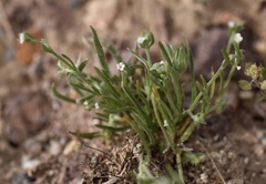 Pectocarya penicillata