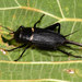 Southern Field Cricket - Photo (c) Paolo Mazzei, some rights reserved (CC BY-NC), uploaded by Paolo Mazzei