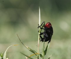 Bromophila caffra