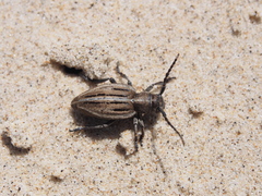 Dorcadion holosericeum