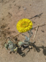 Baileya pleniradiata