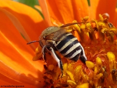Amegilla
