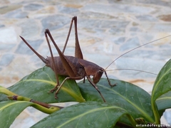 Thyreonotus corsicus