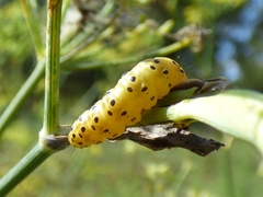Sitochroa palealis