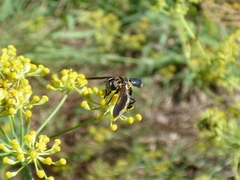 Trichopoda pictipennis