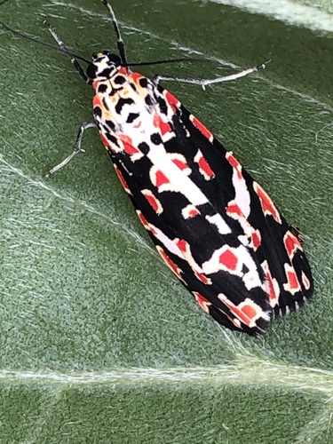 Utetheisa elata
