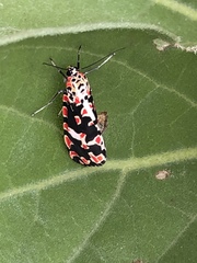 Utetheisa elata