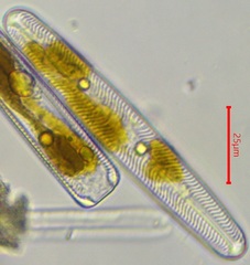 Bacillariophyceae