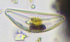 Bacillariophyceae