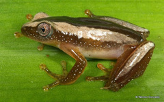 Afrixalus fornasini