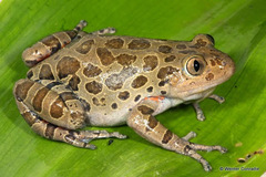 Hylambates maculatus