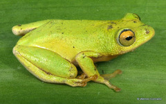 Hyperolius tuberilinguis