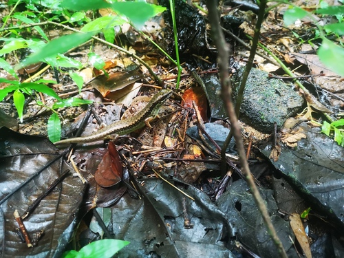 Brown Forest Skink