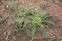 Astragalus wolgensis