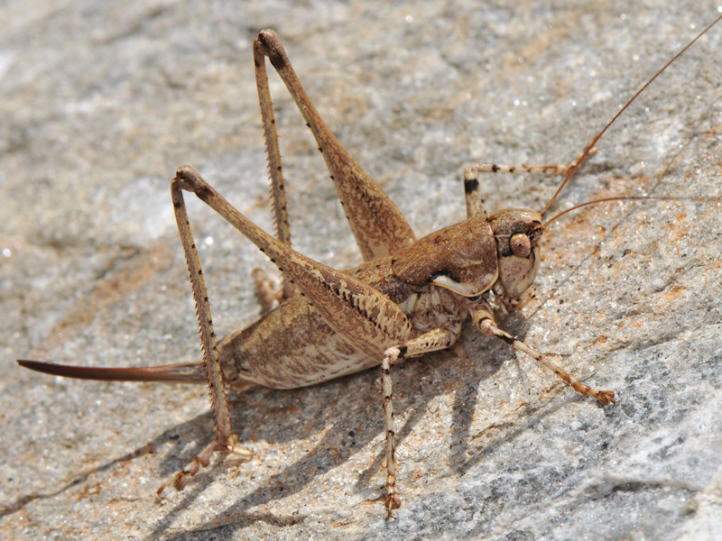 Cyclades Bush-cricket