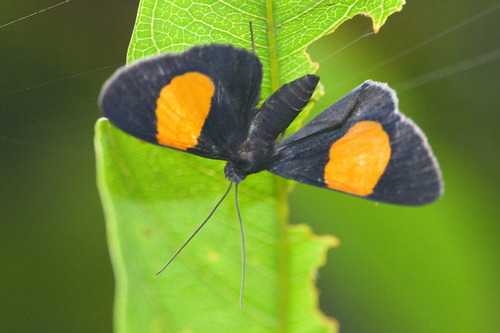 Craspedosis aurigutta