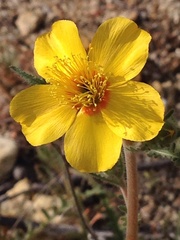 Mentzelia gracilenta