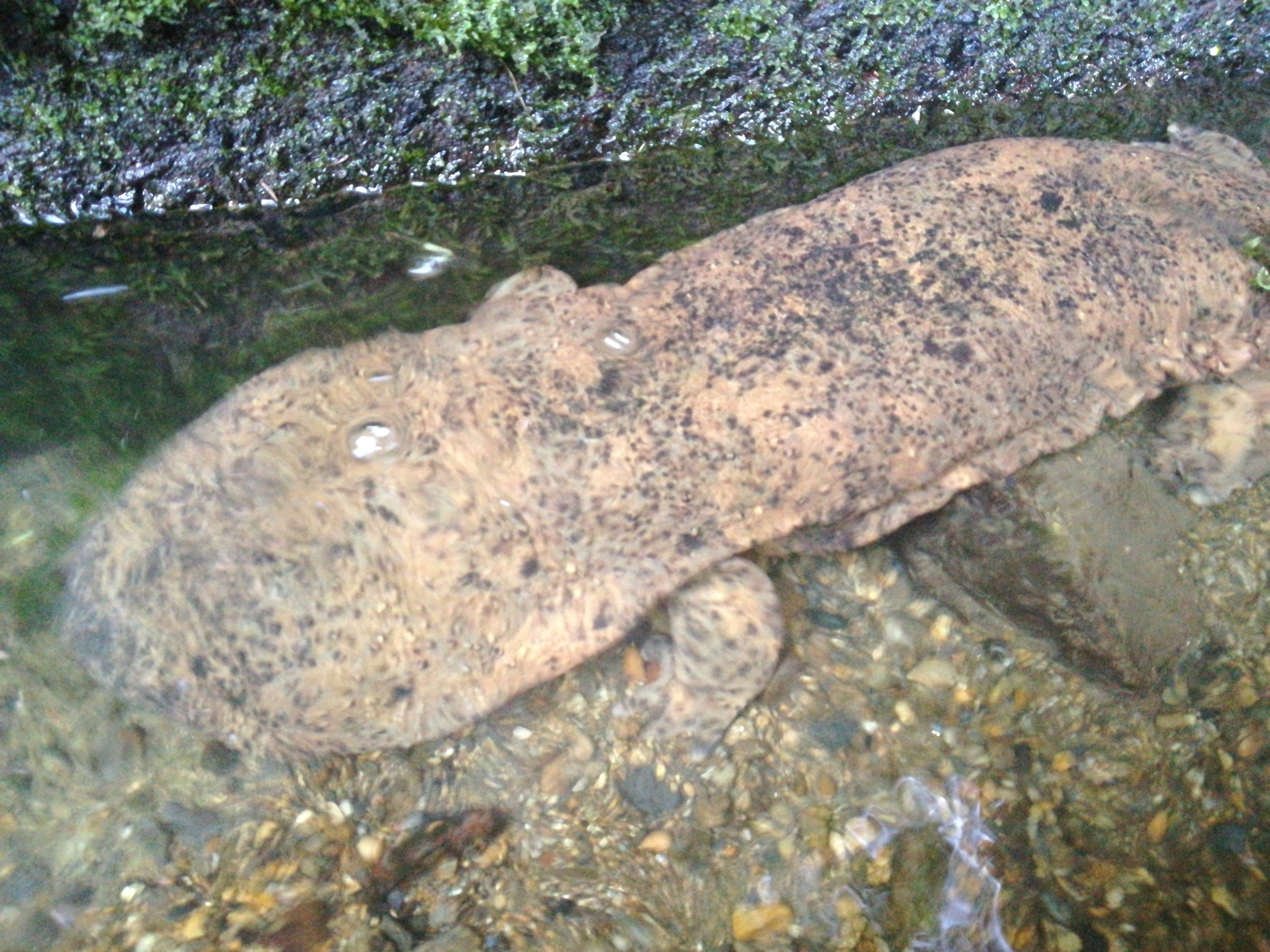 Andrias japonicus (Temminck, 1836)