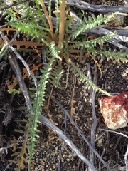 Mentzelia gracilenta