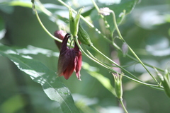Aquilegia oxysepala