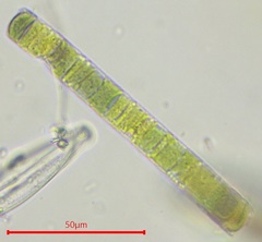 Cyanobacteria