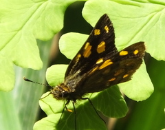 Metisella metis paris