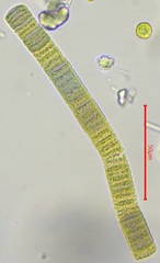 Cyanobacteria