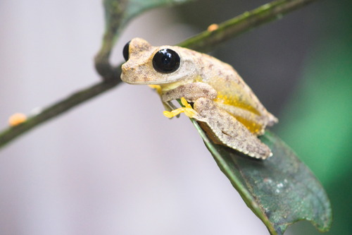 Nyctimystes fluviatilis observed 2023-07-29