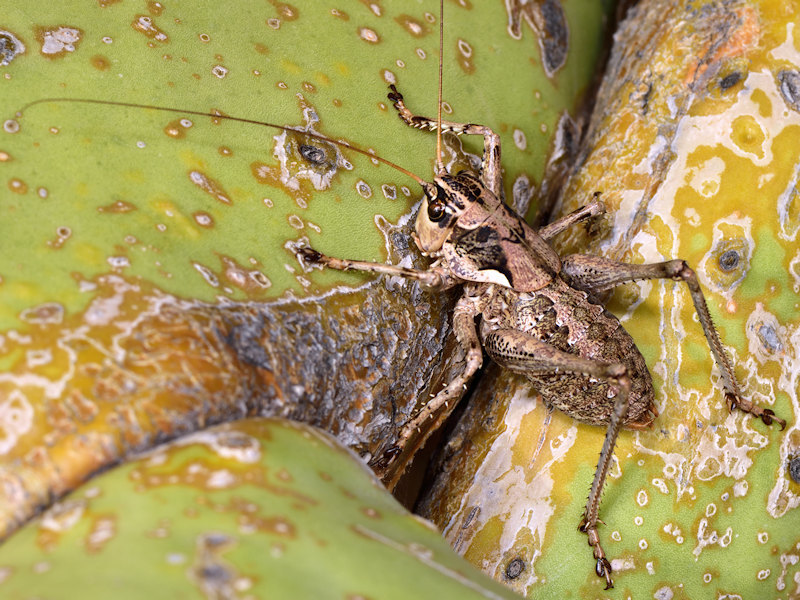 Short-winged Tonged Bush-cricket