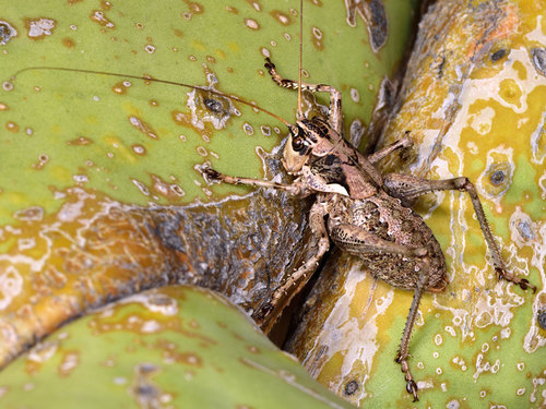 Anadrymadusa brevipennis