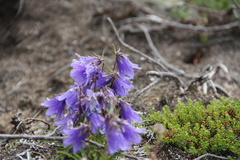 Campanula dasyantha