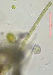 Cyanobacteria