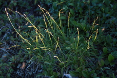 Carex ledebouriana