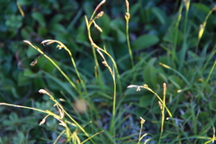 Carex ledebouriana